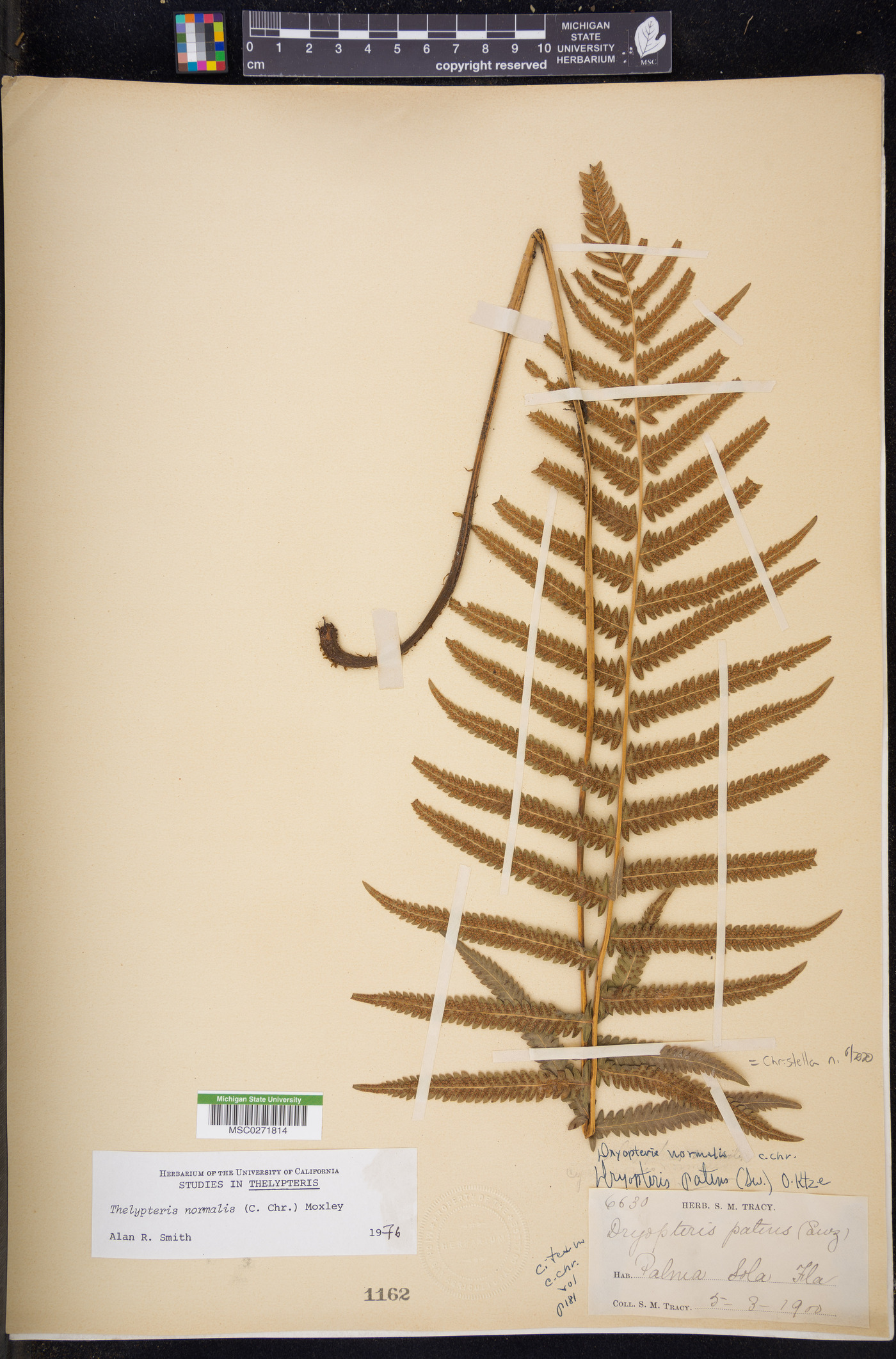 Christella normalis image