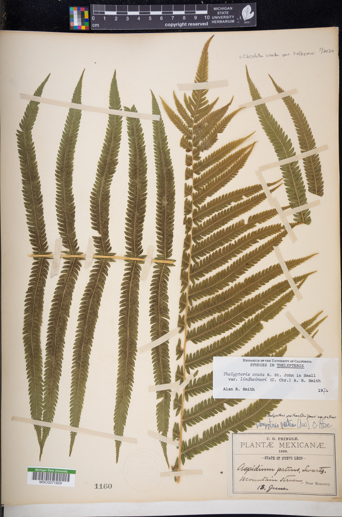 Christella ovata var. lindheimeri image