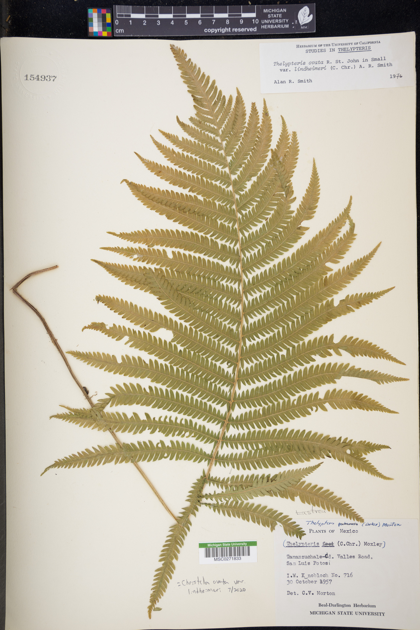 Christella ovata var. lindheimeri image