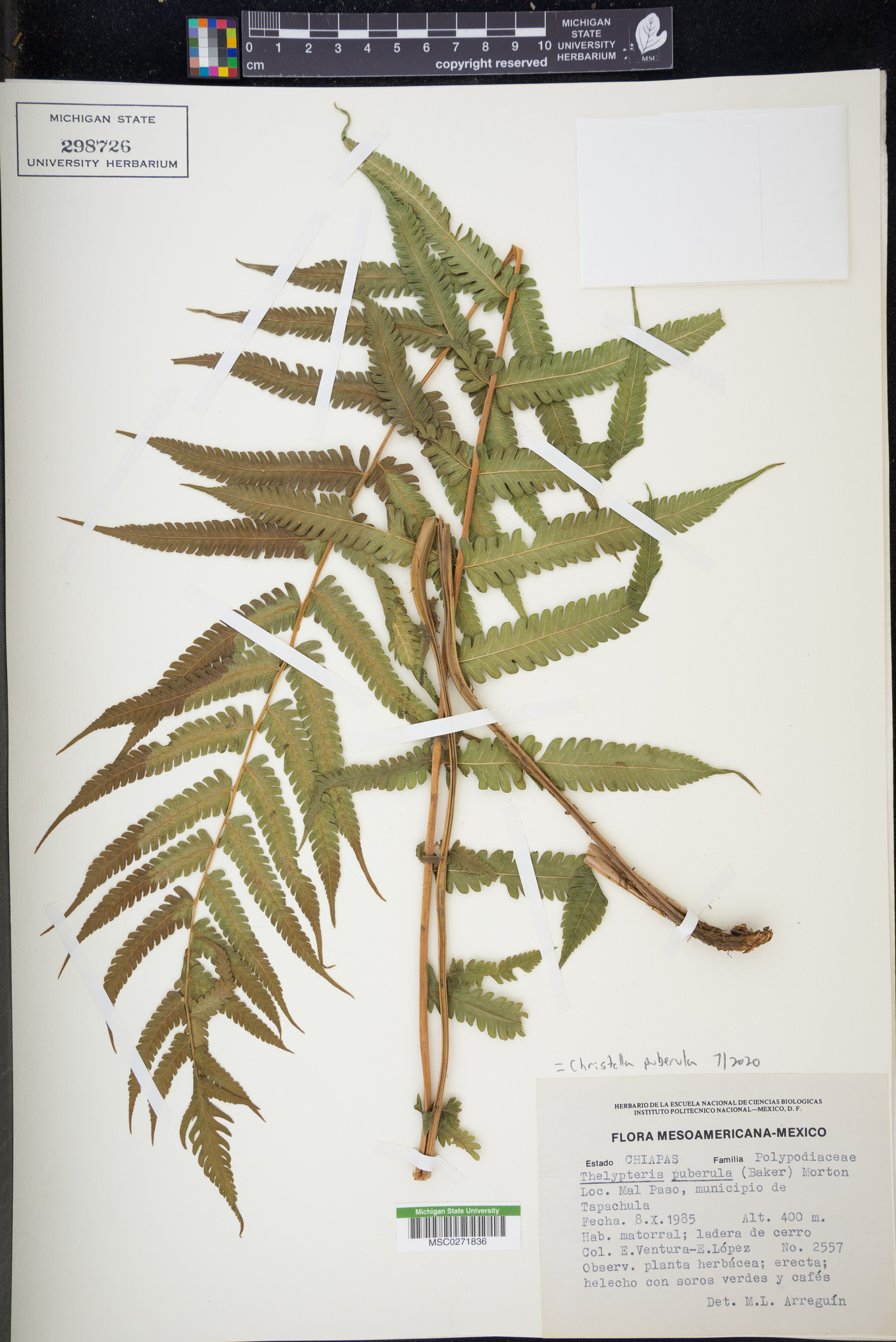 Christella puberula image