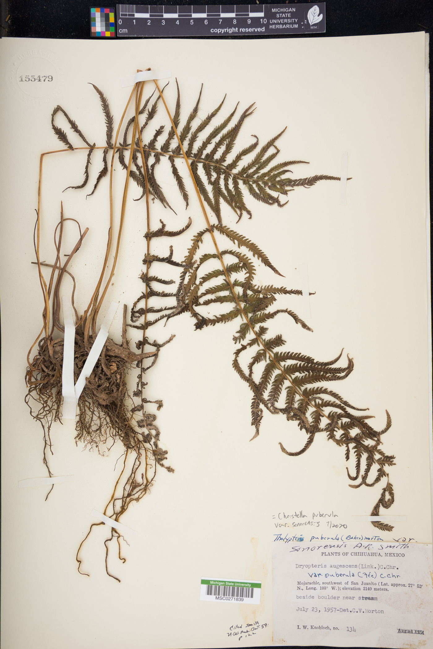 Christella puberula image