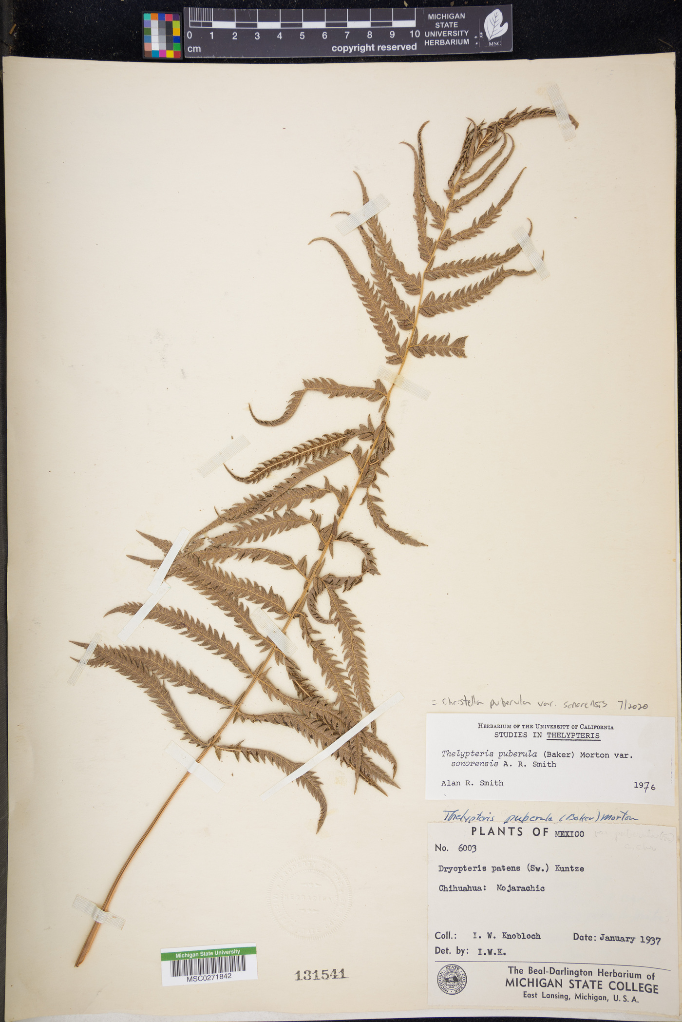 Christella puberula var. sonorensis image