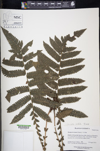 Thelypteris dentata image