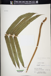 Christella cyatheoides image