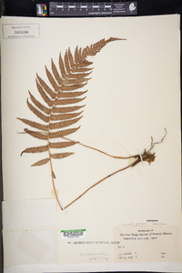 Christella prolixa image