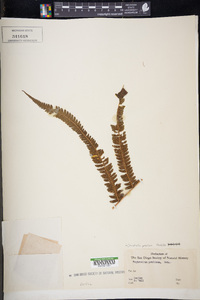 Christella prolixa image