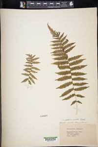 Coryphopteris simulata image