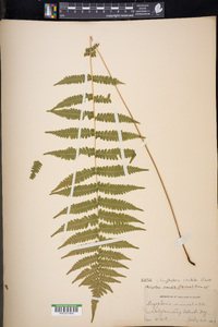 Coryphopteris simulata image