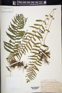 Coryphopteris simulata image