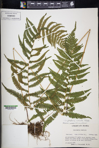 Coryphopteris simulata image