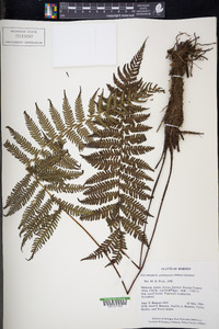 Coryphopteris gymnopoda image