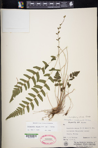 Goniopteris radicans image