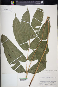 Goniopteris poiteana image