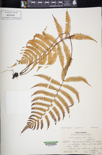 Parathelypteris japonica image
