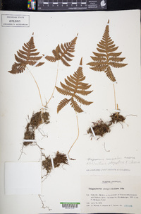 Phegopteris connectilis image
