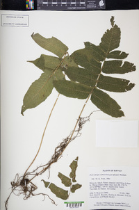 Pronephrium menisciicarpon image