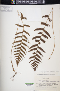 Stegnogramma mollissima image