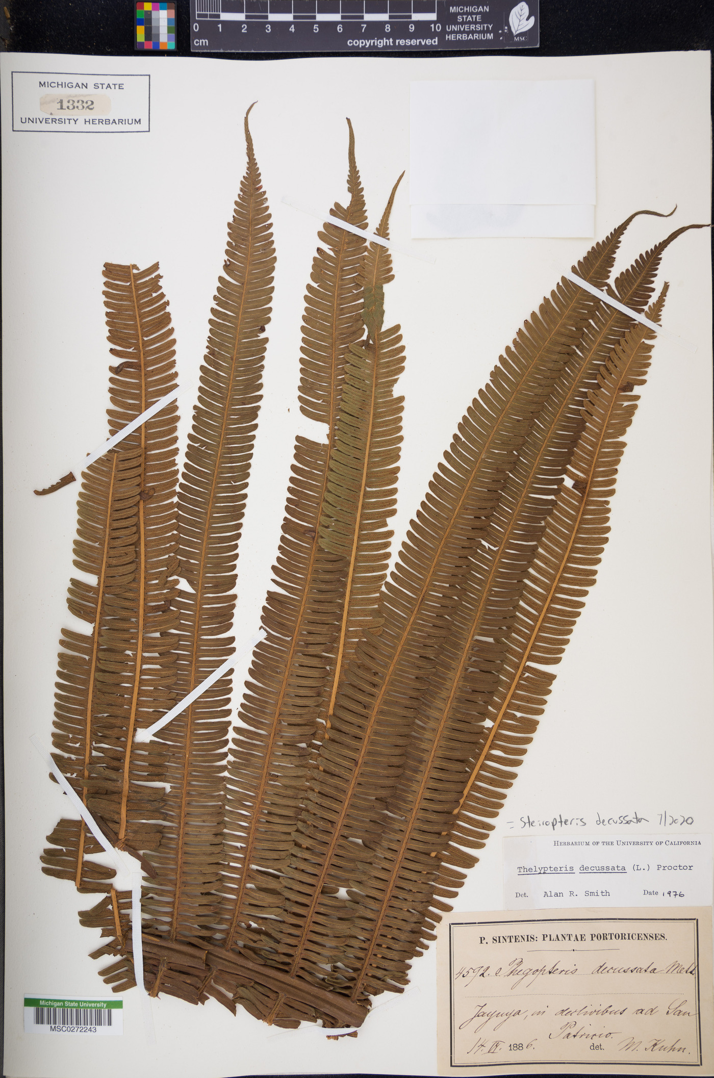 Steiropteris decussata image