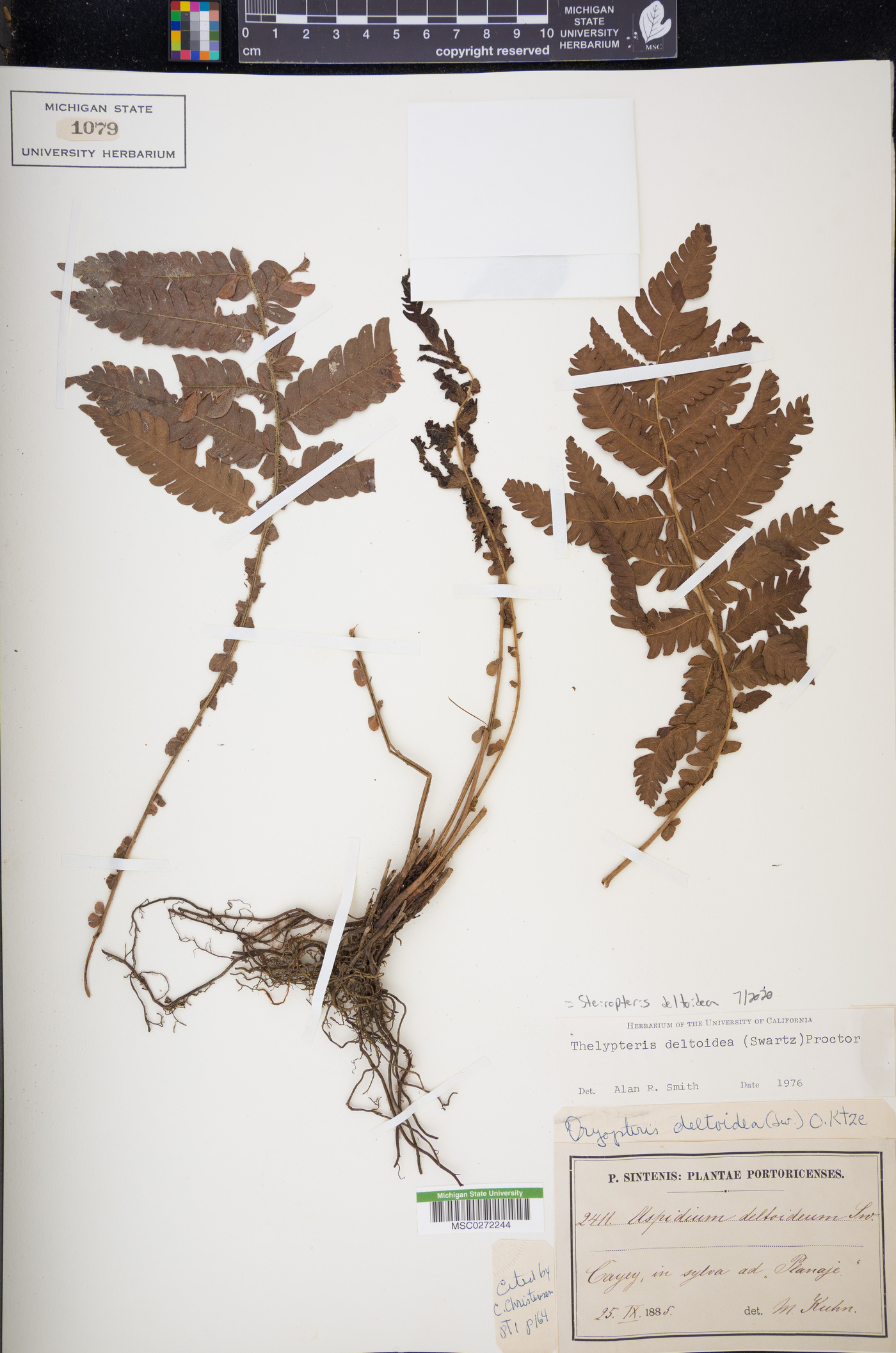 Steiropteris deltoidea image