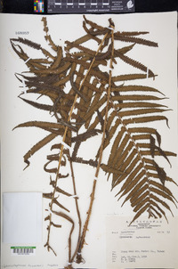 Sphaerostephanos taiwanensis image