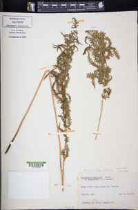 Thelypteris palustris subsp. pubescens image