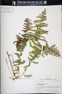 Thelypteris palustris subsp. pubescens image