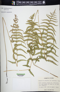 Thelypteris palustris subsp. pubescens image