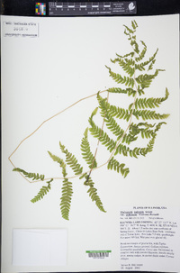 Thelypteris palustris subsp. pubescens image