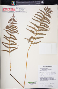 Thelypteris palustris subsp. pubescens image