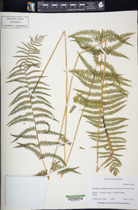 Thelypteris palustris subsp. pubescens image