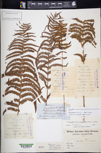 Thelypteris palustris subsp. pubescens image