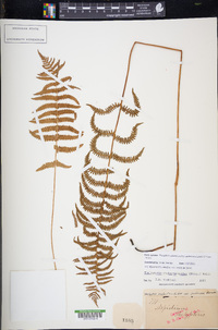 Thelypteris palustris subsp. pubescens image