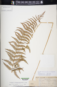 Thelypteris palustris subsp. pubescens image