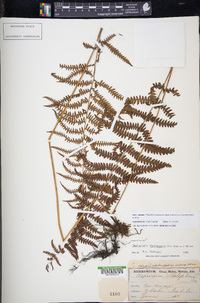 Thelypteris palustris subsp. pubescens image