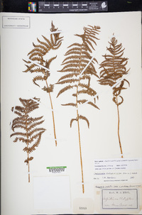 Thelypteris palustris subsp. pubescens image