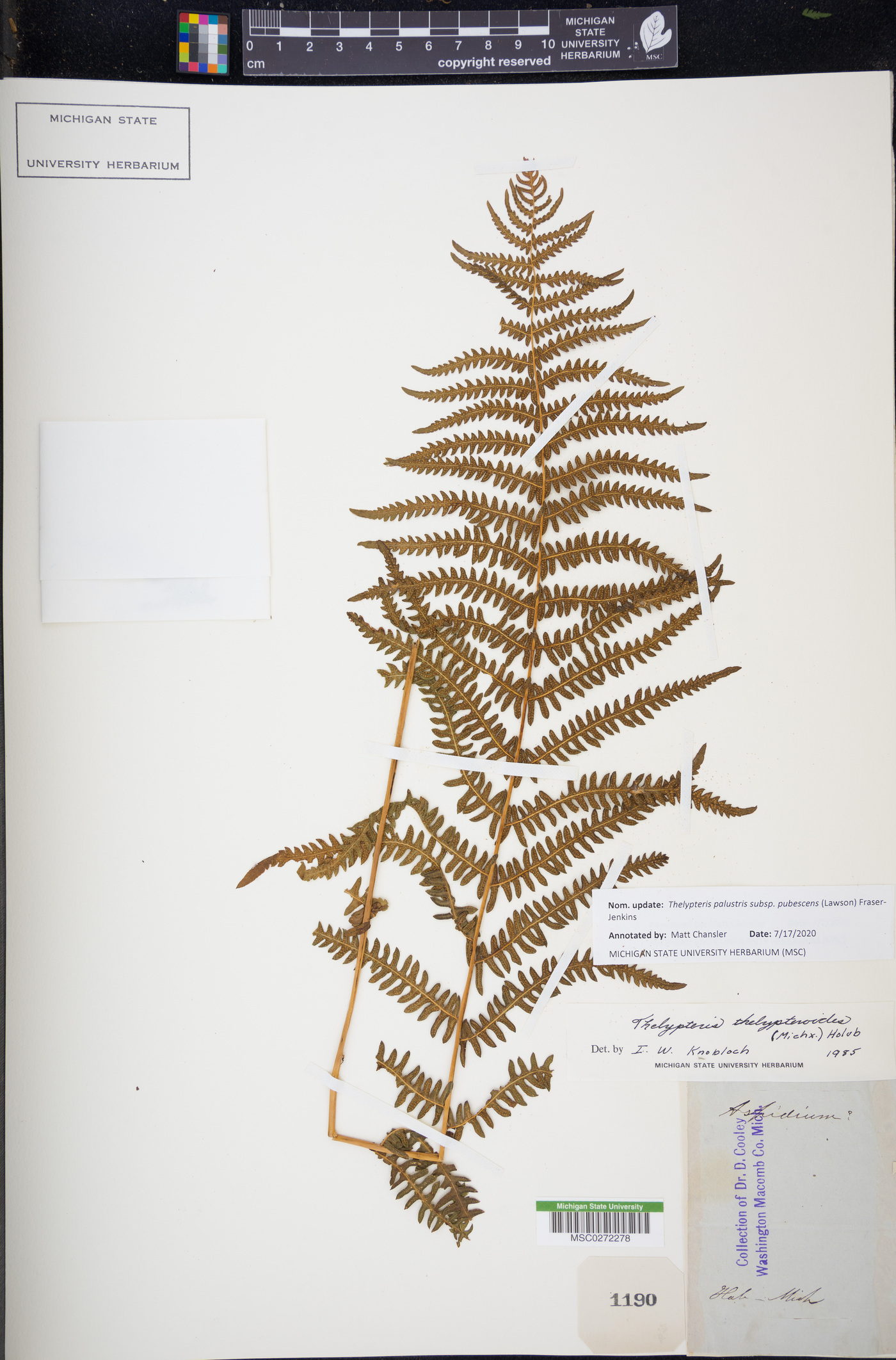 Thelypteris palustris subsp. pubescens image