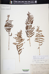 Thelypteris palustris subsp. pubescens image