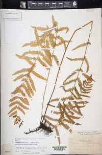 Thelypteris palustris subsp. pubescens image