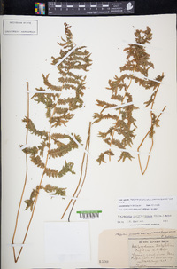 Thelypteris palustris subsp. pubescens image