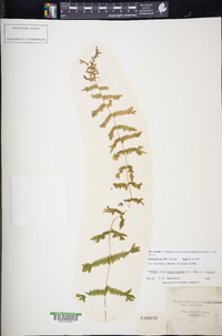 Thelypteris palustris subsp. pubescens image