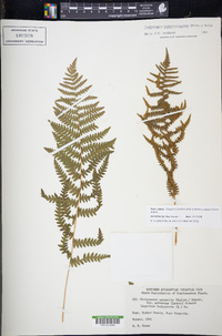 Thelypteris palustris subsp. pubescens image