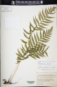 Thelypteris palustris subsp. pubescens image