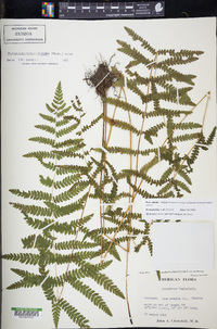 Thelypteris palustris subsp. pubescens image