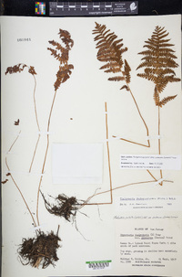 Thelypteris palustris subsp. pubescens image