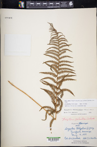 Thelypteris palustris subsp. pubescens image