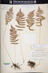 Thelypteris palustris subsp. pubescens image