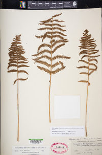 Thelypteris palustris subsp. pubescens image