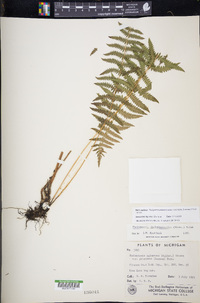 Thelypteris palustris subsp. pubescens image