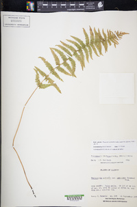 Thelypteris palustris subsp. pubescens image