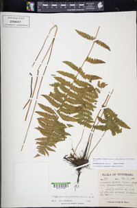 Thelypteris palustris subsp. pubescens image